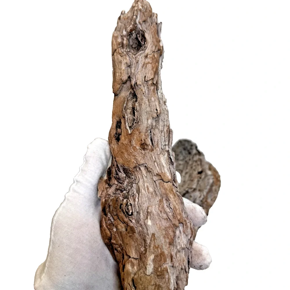 Set of 2 California Natural Driftwood Wavy Burlwood Terrarium Aquarium Craft